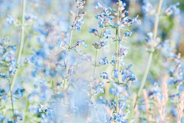 Grass is blooming beautifully, blurred blue flowers of lemon balm as natural floral background....
