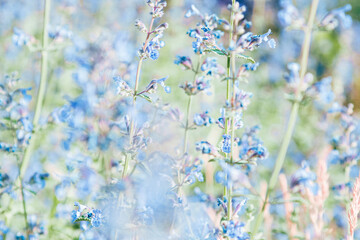 Grass is blooming beautifully, blurred blue flowers of lemon balm as natural floral background. Nature aesthetics flowering melissa plant, spicy and medical herbs, scented herbal health, flowery