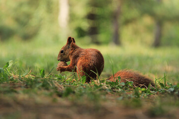 A red squirrel keeping and eating a nut while sitting on the ground