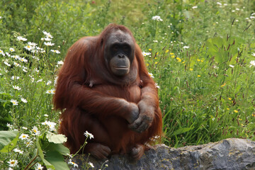 Female Orangutan on a Rock