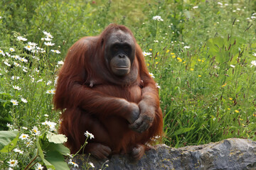 Female Orangutan on a Rock