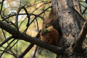  Eurasian red squirrel (Sciurus vulgaris) eating a hazelnut on a branch.  View from below, selective focus
