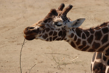 Giraffe Enjoying a Snack