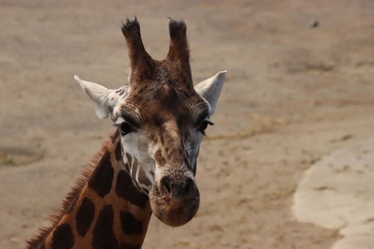 Giraffe with White Ears