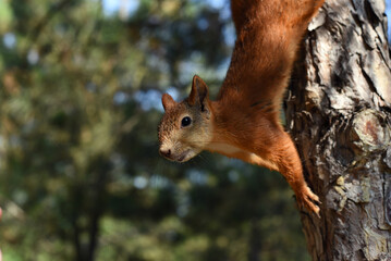 Curious squirrel peeks out from behind tree trunk in forest. Cute curious squirrel climbing down the pine tree trunk and looking at the camera as if smiling slightly.