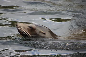 Fototapeta premium Sea Lion Swimming