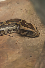 Snake Head