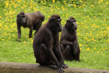 Sulawesi-crested Macaques Looking to the Right