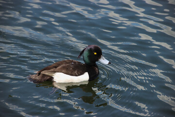 Swimming Tufted Duck