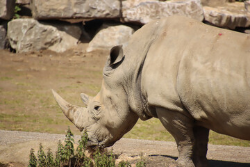 Fototapeta premium White Rhino Eating