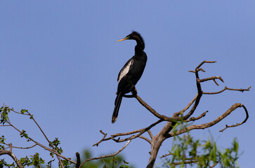Alert Anhinga perching on branch twists long neck and looks left with clean, blue sky as copy space
