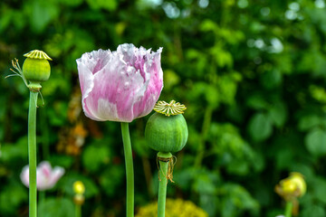 Opium poppy, Papaver somniferum .