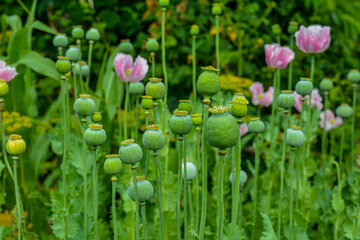 Opium poppy, Papaver somniferum .