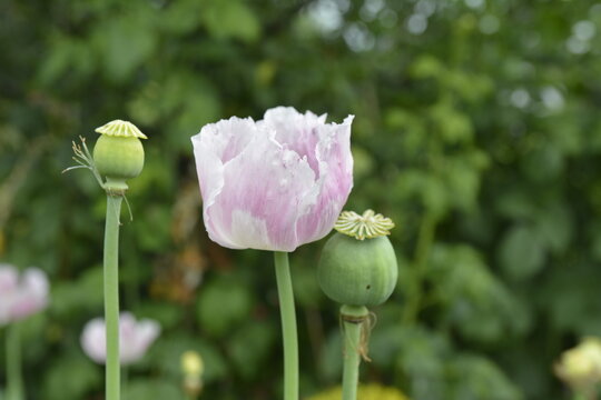 Opium poppy, Papaver somniferum .