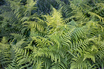 Fototapeta na wymiar Close-up of ferns on the coast