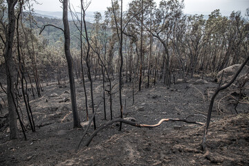 Braga-Portugal – outubro de 2017 - View of a Forest in Portugal after a fire is brought under...