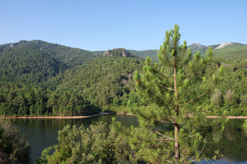 Fototapeta premium Corsica forest along the Sampolu dam 
