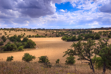 Naklejka premium Golden wheat field and blue sky with clouds. Alta Murgia National Park: hilly landscape with field of cereal in Apulia, Italy.