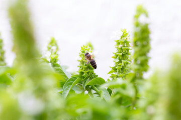 abeja libando flores sobre fondo blanco, polinización