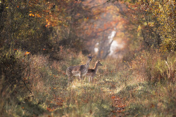 Mom and young fallow deer in autumnal forest