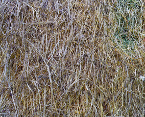 Close-up of hay in a haystack. Texture of straw.