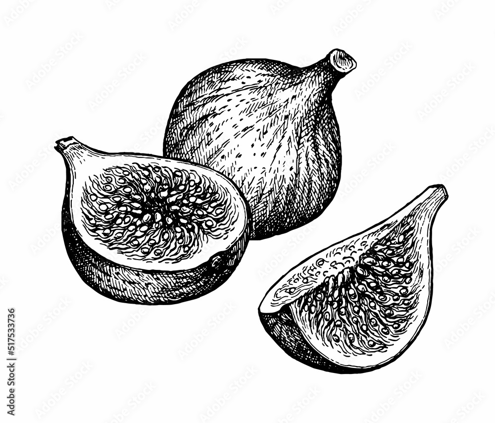 Wall mural figs ink sketch.