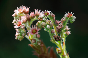 Bl&uuml;ten der Hauswurz