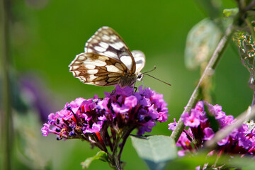 Fototapeta na wymiar Schachbrett oder Damebrett, Melanargia galathea, ein Schmetterling