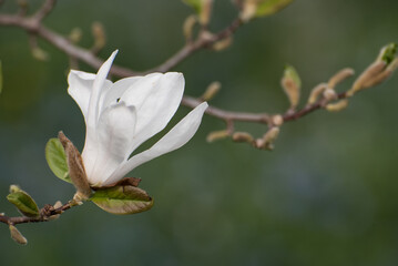 Magnolie