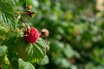 One raspberry on a branch with a green leaf and copy space for text
