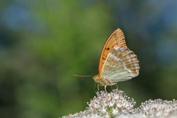 Silver-washed fritillary butterfly (Argynnis paphia) with frayed wing.
