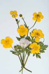 Kompozycja żółtych suszonych kwiatów na białym tle - obrazy, fototapety, plakaty
