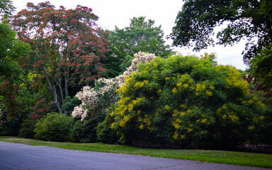 Yellow, White, and Red flowers of three different trees beside each other reminder of flags of the Spanish Netherlands in 16th century 