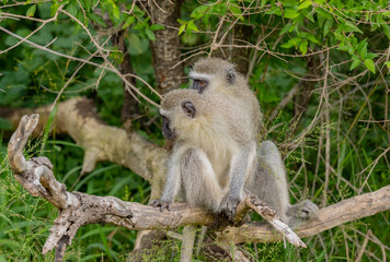Grünmeerkatze im Naturreservat Hluhluwe Nationalpark Südafrika