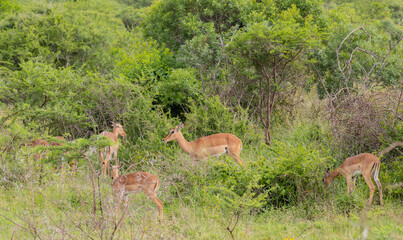 Impalas im Naturreservat Hluhluwe Nationalpark Südafrika