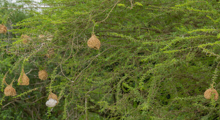 Webervogelnest im Naturreservat Hluhluwe Nationalpark Südafrika