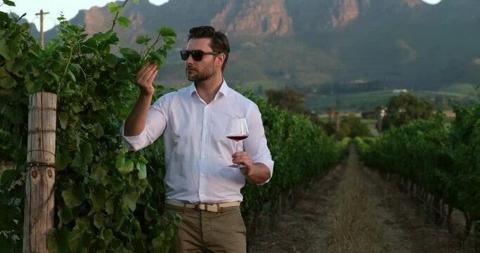 a stylish man in a white shirt and a glass of red wine walks near the grapes. handsome farmer in shirt enjoying the smell of a new sort of wine