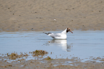 Seagulls on the beach. Birds on the beach. 