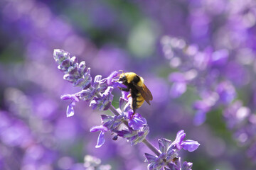 Bee & Purple Flower