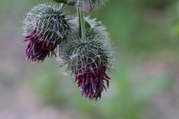 Purple Thistles