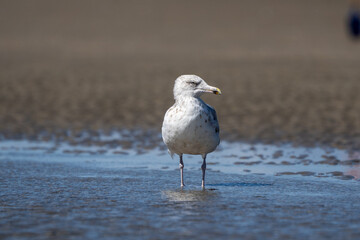 Seagulls on the beach. Birds on the beach. 