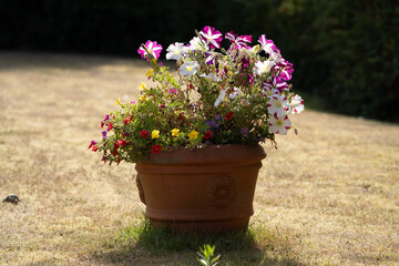 flowers in a pot