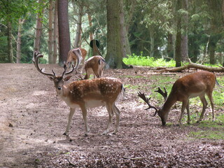 Damwild beim Aesen im Wald. Niedersachsen, Deutschland, Europa --
Fallow deer grazing in the forest. Lower Saxony, Germany, Europe