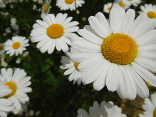 daisies on a green background