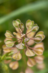 Microthlaspi perfoliatum 