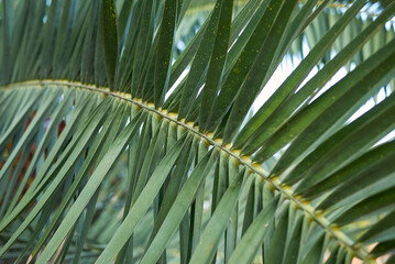 Phoenix canariensis palms