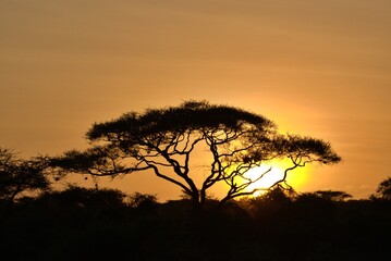 Naklejka na ściany i meble Sunset at Amboseli
