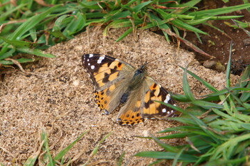 A colorful butterfly sits on a flower