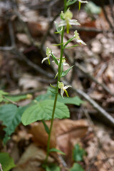 Platanthera clorantha in bloom