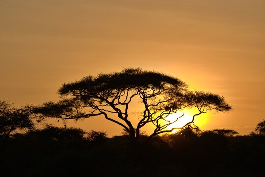 Sunset at Amboseli